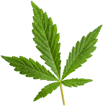 marijuana_leaf https://www.northblume.com/wp-content/uploads/2018/12/marijuana_leaf.png