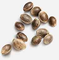 marijuana_seeds https://www.northblume.com/wp-content/uploads/2018/12/marijuana_seeds.jpg