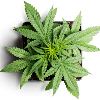 Black Jack