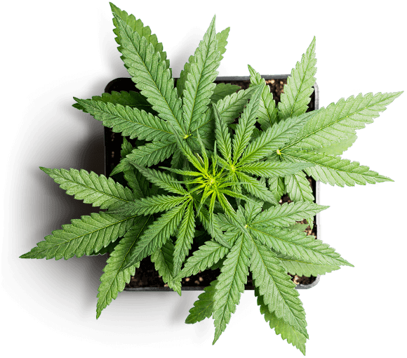 https://www.northblume.com/wp-content/uploads/2019/01/slider_marijuana_01.png